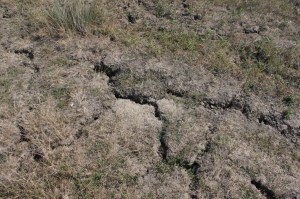Cracked-Earth-because-of-Drought_Field-with-Grass__public domain IMG_1491-1024x682