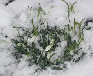 crocus in the snow, pic 2