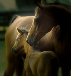 horse and foal, cropped for blog