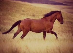 Wild horses at Theodore Roosevelt National Park in North Dakota at dawn