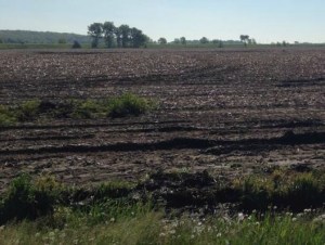 soil, by Neal Nelson.jpg cropped