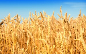 wheat, free pic