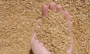 wheat seeds