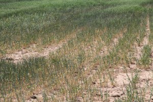 WheatCropFailureApril2011