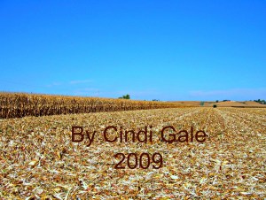 cornfield edited for blog Reap by Cindi Gale