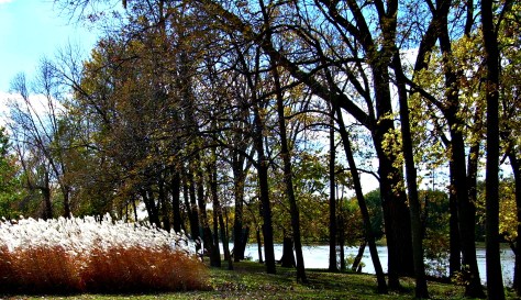 fall river and grass for blog, edited DSCN2035