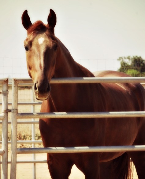 horse, fenced for blog