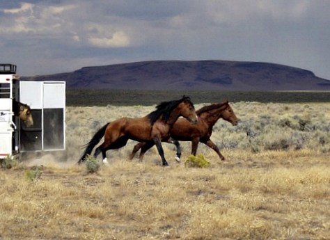 horse release for blog, cropped