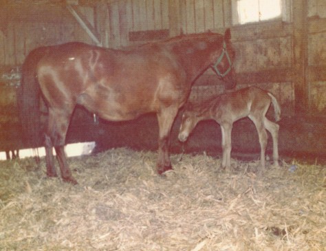 Jewel, birth of Brandy pic #2 cropped for blog 11192014_0000
