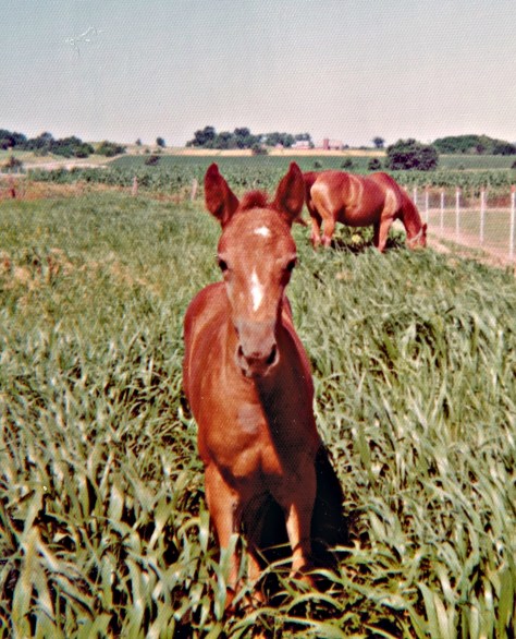 Jewel, Brandy at 6 weeks old for blog 11192014_0000