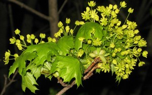 maple blooms in spring