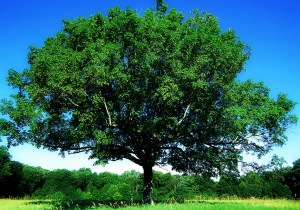 Maple-Summer-tree of life, edited