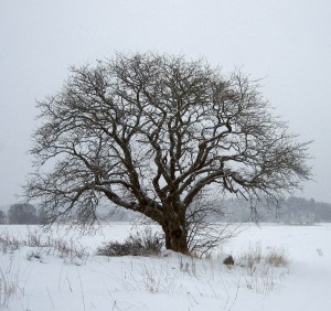 tree in winter for blog pg