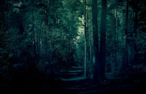 dark forest for blog