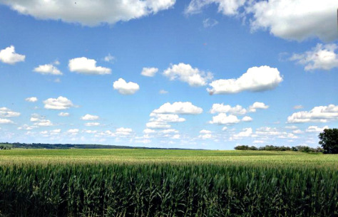 corn tasseled for blog edited by Neal