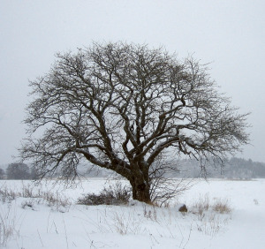 tree in winter for blog pg