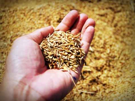 agricultural agriculture asia barley