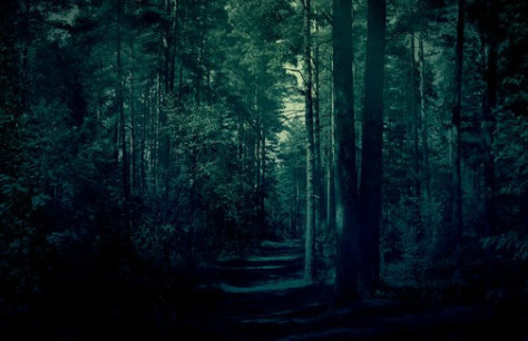 dark forest for blog